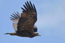 Orzel stepowy, Steppe eagle, Aquila nipalensis 