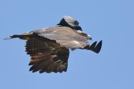 Orzel stepowy, Steppe eagle, Aquila nipalensis 