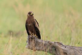 Kania czarna - Milvus migrans - Black Kite