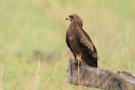 Kania czarna - Milvus migrans - Black Kite