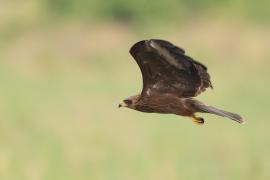 Kania czarna - Milvus migrans - Black Kite