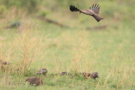 Kania czarna - Milvus migrans - Black Kite