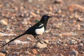 Sroka gołooka - Pica mauritanica - Maghreb Magpie