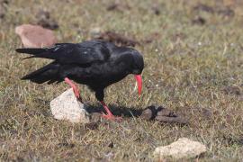 Wrończyk - Pyrrhocorax pyrrhocorax - Red-billed Chough