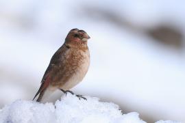 Gilak ciemnogłowy - Rhodopechys sanguineus - Eastern Crimson-winged Finch