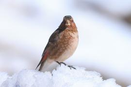 Gilak ciemnogłowy - Rhodopechys sanguineus - Eastern Crimson-winged Finch