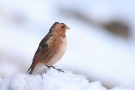 Gilak ciemnogłowy - Rhodopechys sanguineus - Eastern Crimson-winged Finch