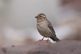 Wróbel skalny - Petronia petronia - Rock Sparrow