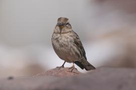 Wróbel skalny - Petronia petronia - Rock Sparrow