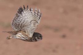 Pójdźka - Athene noctua - Little Owl