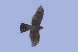 Krogulec - Accipiter nisus - Eurasian Sparrowhawk