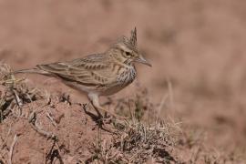 Dzierlatka - Galerida cristata - Crested Lark