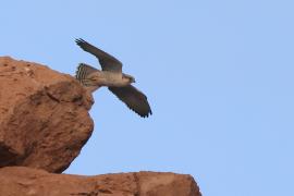 Raróg górski - Falco biarmicus - Lanner Falcon