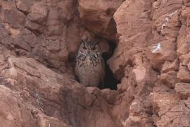 Puchacz pustynny - Bubo ascalaphus - Pharaoh Eagle-Owl 