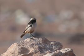 Białorzytka maghrebska - Oenanthe halophila - Western Mourning Wheatear