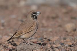 Skowroniak - Ramphocoris clotbey - Thick-billed Lark