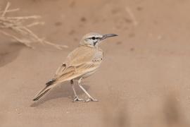Skowron pustynny - Alaemon alaudipes - Greater Hoopoe-Lark