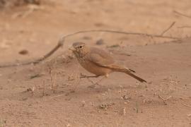 Skowronik piaskowy - Ammomanes deserti - Desert Lark