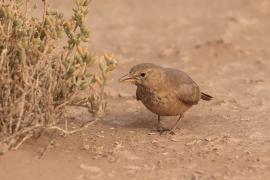 Skowronik piaskowy - Ammomanes deserti - Desert Lark