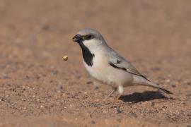Wróbel pustynny - Passer simplex - Desert Sparrow