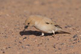 Wróbel pustynny - Passer simplex - Desert Sparrow