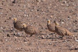 Stepówka piaskowa - Pterocles coronatus - Crowned Sandgrouse