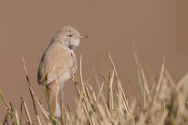 Pokrzewka saharyjska - Curruca deserti - African Desert Warbler