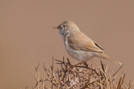 Pokrzewka saharyjska - Curruca deserti - African Desert Warbler