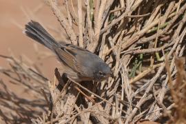 Pokrzewka algierska - Curruca deserticola - Tristram's Warbler