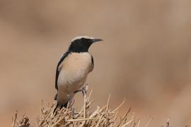 Białorzytka pustynna - Oenanthe deserti - Desert Wheatear