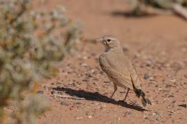 Skowronik rudawy - Ammomanes cinctura - Bar-tailed Lark