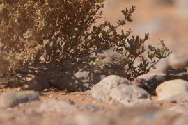 Lelek egipski - Caprimulgus aegyptius  - Egyptian Nightjar