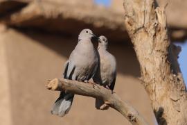 Sierpówka - Streptopelia decaocto - Eurasian Collared-dove