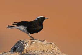 Białorzytka saharyjska - Oenanthe leucopyga - White-tailed Wheatear