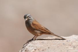 Trznadel saharyjski - Emberiza sahari - House Bunting