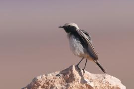 Rudorzytka - Oenanthe moesta - Red-rumped Wheatear