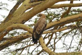 Orzeł sawannowy - Aquila rapax - Tawny Eagle