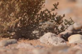 Lelek egipski - Caprimulgus aegyptius - Egyptian Nightjar