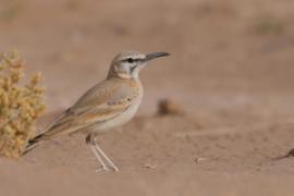 Maroko ptaki - Maroko birds