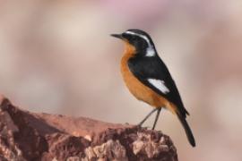 Pleszka algierska - Phoenicurus moussieri - Moussier's Redstart