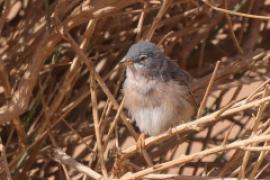 Pokrzewka algierska - Curruca deserticola - Tristram's Warbler