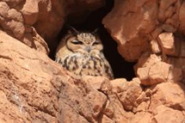 Puchacz pustynny - Bubo ascalaphus - Pharaoh Eagle-Owl 