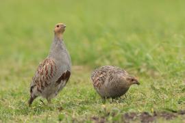 Kuropatwa - Perdix perdix - Grey Partridge