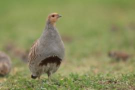 Kuropatwa - Perdix perdix - Grey Partridge