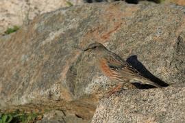 Płochacz halny - Prunella collaris - Alpine Accentor