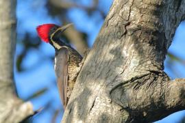 Dzięcioł czerwonoczuby - Dryocopus lineatus - Lineated Woodpecker