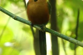 Piłodziób rdzawy - Baryphthengus martii - Rufous Motmot