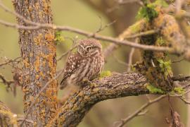 Pójdźka - Athene noctua - Little Owl