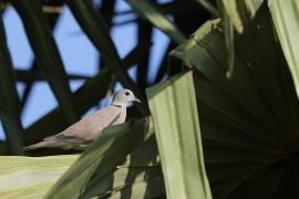 Synogarlica mała - Red Collared-Dove - Streptopelia tranquebarica
