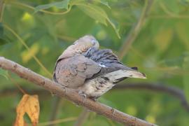 Synogarlica mała - Red Collared-Dove - Streptopelia tranquebarica